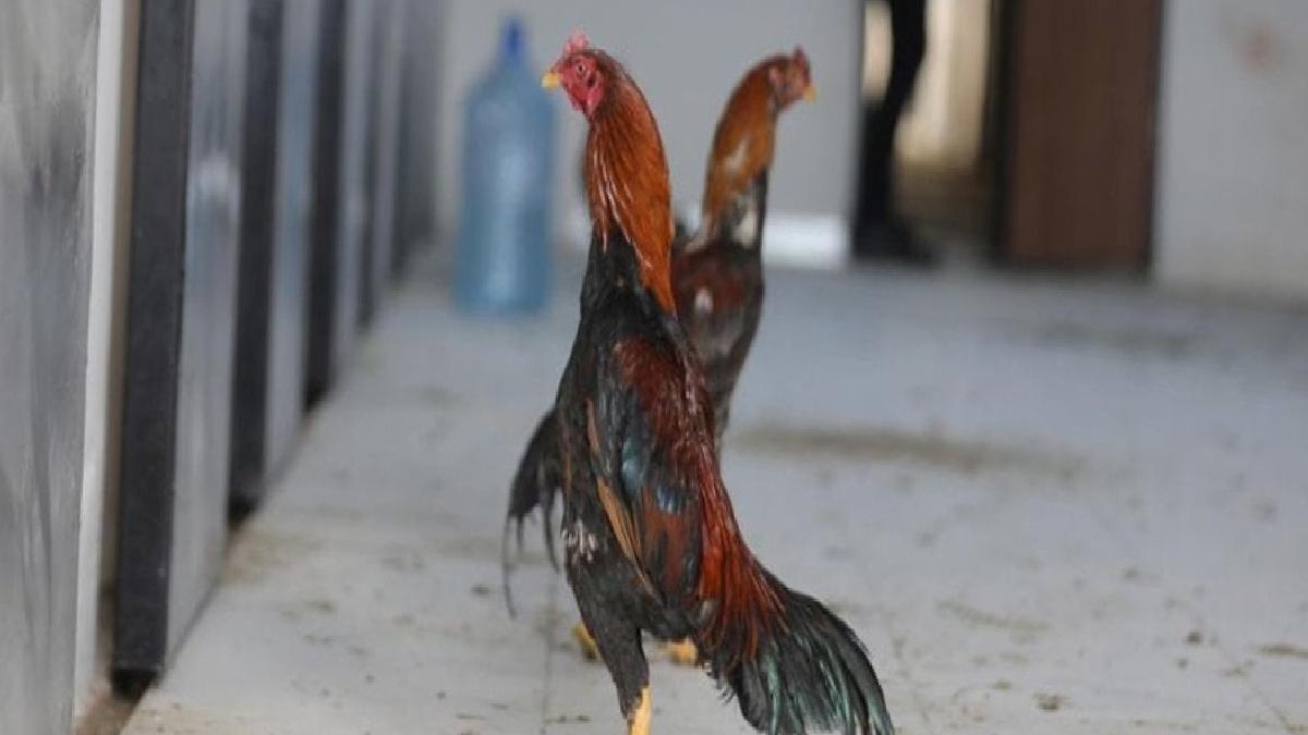 Geleneksel Yılbaşı Sofralarının Vazgeçilmezi: Hindi ve Horoz Fiyatlarındaki Güncel Durum