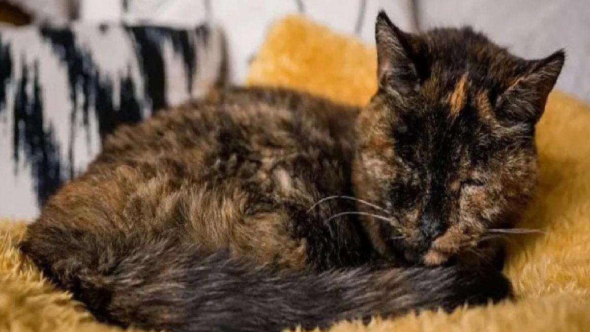 Guinessin Yaşayan En Yaşlı Kedisi: Flossie Hakkında Yeni Bilgiler