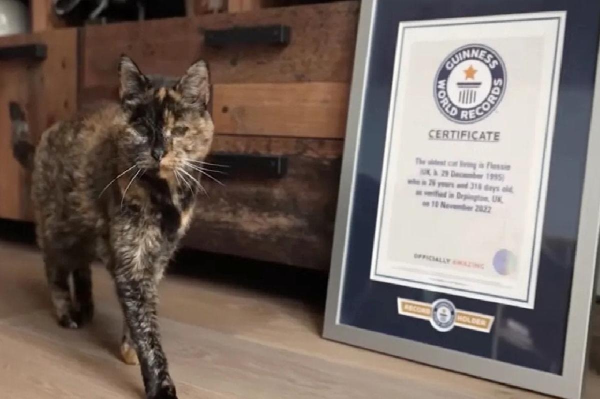 Guinessin Yaşayan En Yaşlı Kedisi: Flossie Hakkında Yeni Bilgiler
