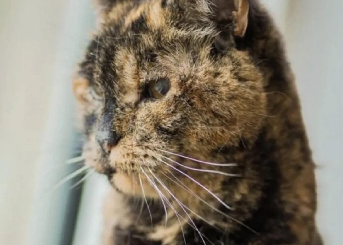 Guinessin Yaşayan En Yaşlı Kedisi: Flossie Hakkında Yeni Bilgiler