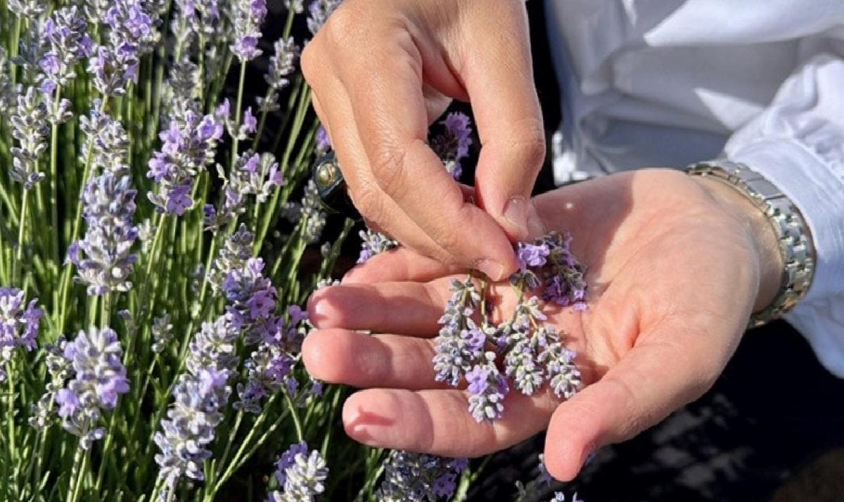 Kırşehir’de 65 Tıbbi ve Aromatik Bitkiyle Çiftçilere Yeni Gelir Kapısı