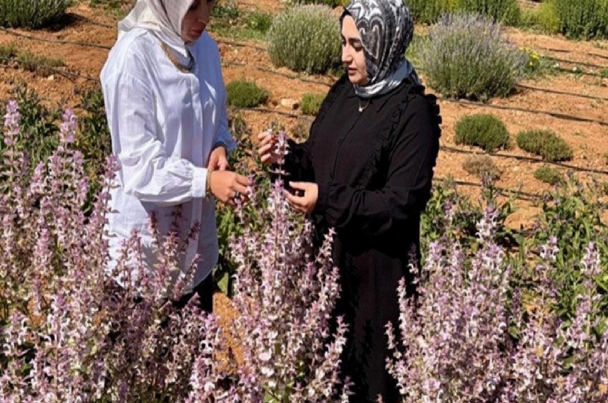 Kırşehir’de 65 Tıbbi ve Aromatik Bitkiyle Çiftçilere Yeni Gelir Kapısı