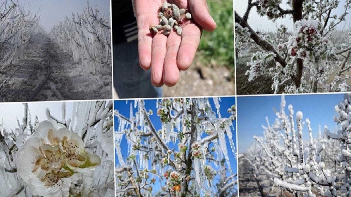 Zirai Don Desteği Güncellemeleri: 221 Milyon 150 Bin Lira Daha Üreticilere Aktarıldı