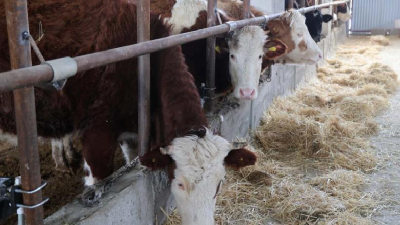 Kurtlar Kontrolden Çıktı: Sürüler Telef Oldu, Üretici Pes Ediyor