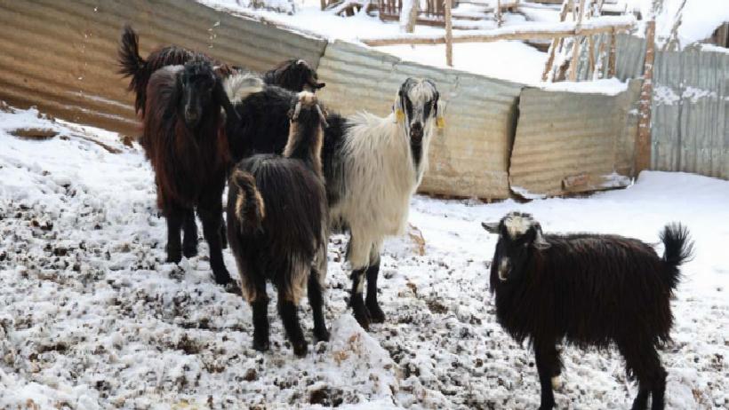 Kurtlar Kontrolden Çıktı: Sürüler Telef Oldu, Üretici Pes Ediyor