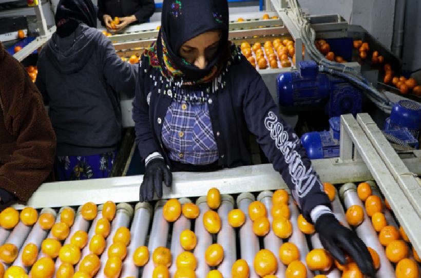Türkiye Narenciye İhracatında Rekor Umudu: 1,47 Milyar Dolarla Yeni Dönem Başladı