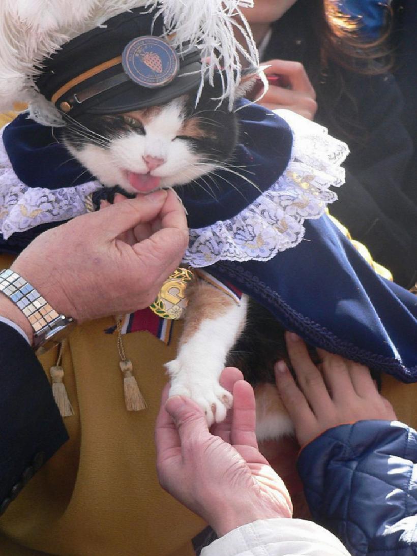 Japonyada 20 Milyar Dolarlık Kedi Günü: Türkiye'den Yaşam Senfonisiyle Büyüleyen Anlar