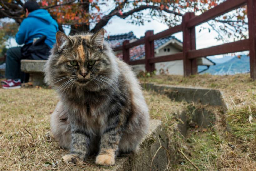 Japonyada 20 Milyar Dolarlık Kedi Günü: Türkiye'den Yaşam Senfonisiyle Büyüleyen Anlar