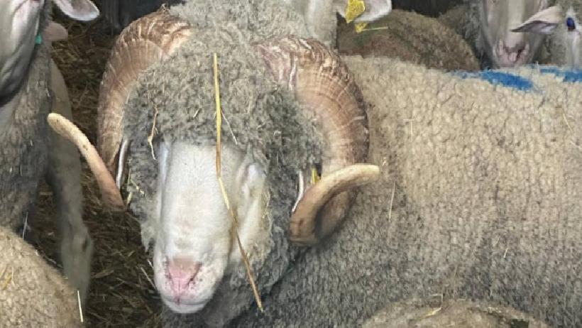 Bir Milyonluk Koç: Türkiye Kuzuları İçin Yatırımı Altı Katına Çıkaracak Sıradaki Fırsat