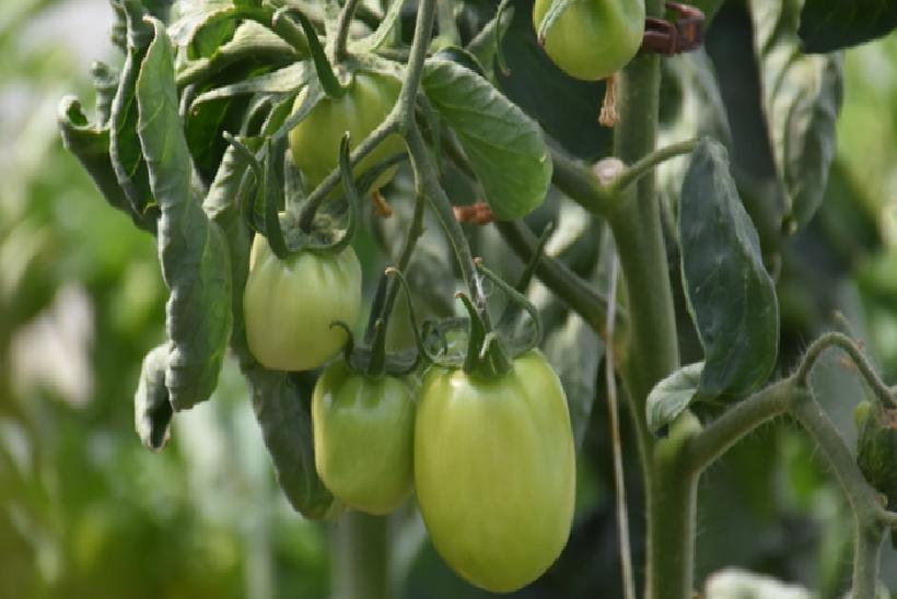 Tarlada Çürüyordu, Şimdi Değeri Katlandı: Sapı Paraya Dönüştü