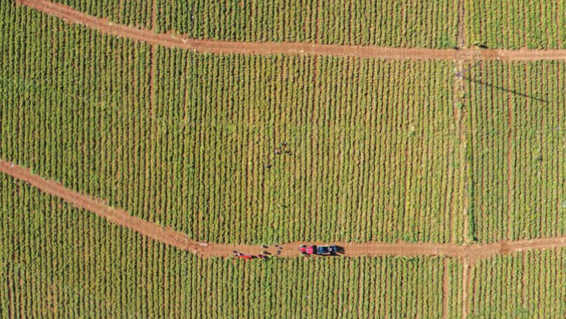 Tarlada Çürüyordu, Şimdi Değeri Katlandı: Sapı Paraya Dönüştü
