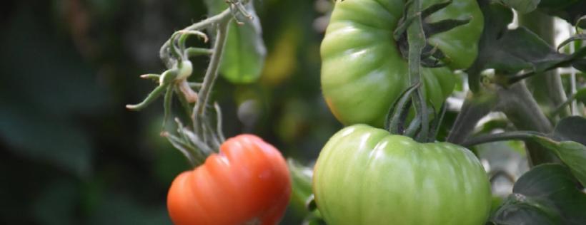 Tarlada Çürüyordu, Şimdi Değeri Katlandı: Sapı Paraya Dönüştü