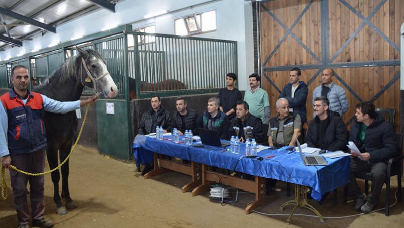 Elit ve Koşu Tayı Seçimi Tamamlandı: TİGEM, 353 Safkan Arap Tayını Belirledi