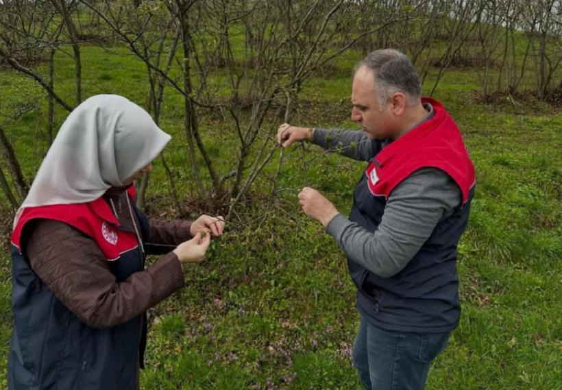 Fındık Üretiminde İki Büyük Tehlike Kapıda: Uzman Uyarısı