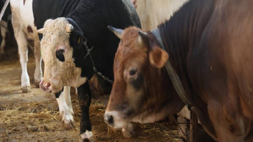 Kurbanlık Fiyatları İkiye Katlandı: Üreticiler Uyardı