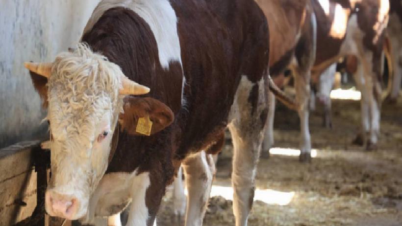 Kurbanlık Fiyatları İkiye Katlandı: Üreticiler Uyardı