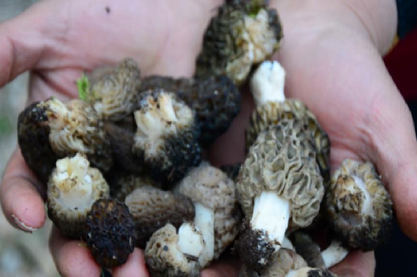 Toroslar'da Her Sabah Tırmanan Lezzet: Kilosu 4000 Liradan Satılıyor