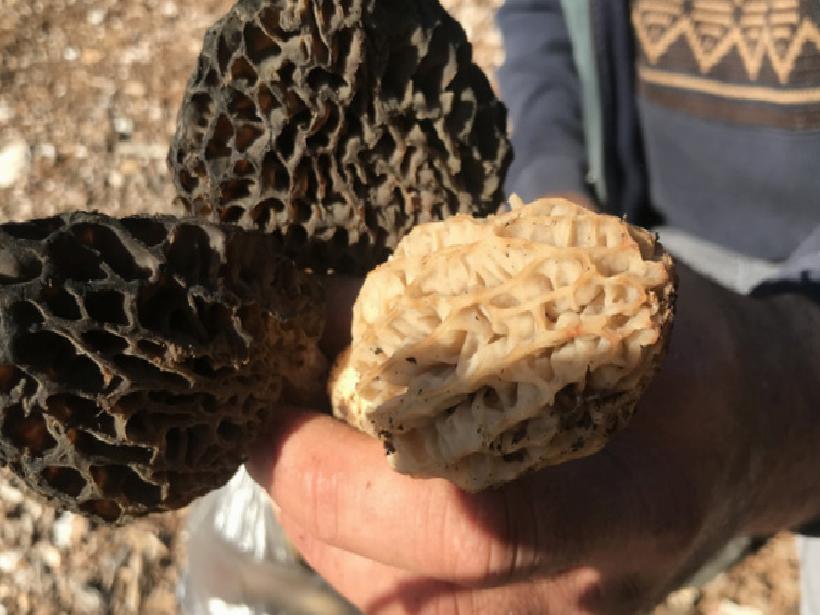 Toroslar'da Her Sabah Tırmanan Lezzet: Kilosu 4000 Liradan Satılıyor