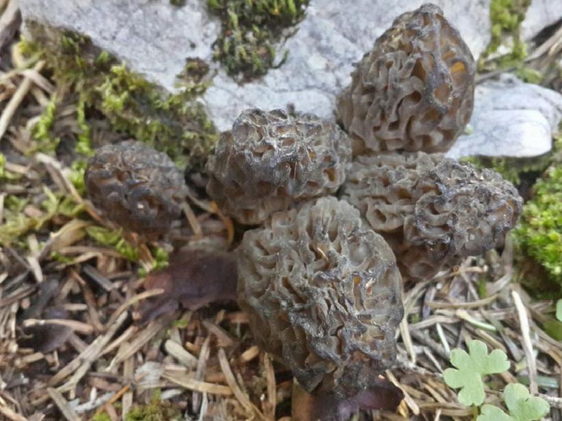 Toroslar'da Her Sabah Tırmanan Lezzet: Kilosu 4000 Liradan Satılıyor