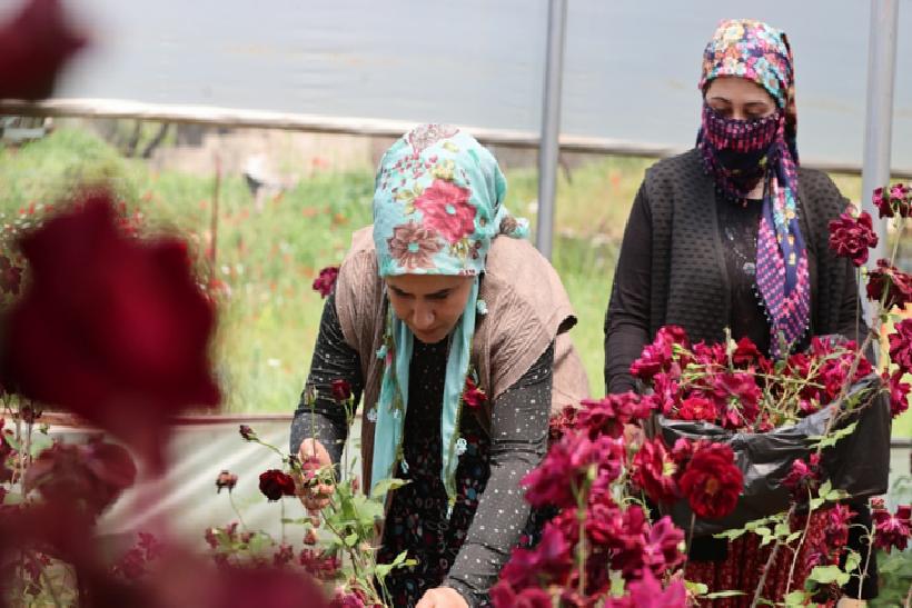 Halfeti’nin Simgesi Karagülle Hasat Zamanı