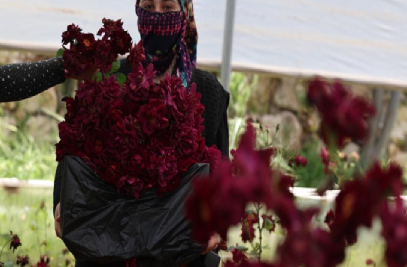 Halfeti’nin Simgesi Karagülle Hasat Zamanı
